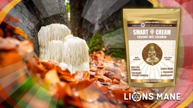  Smart Cream Coconut Mct Oil Lions Mane Forest 