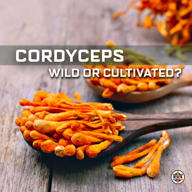 Cordyceps Mushrooms Wild Or Cultivated