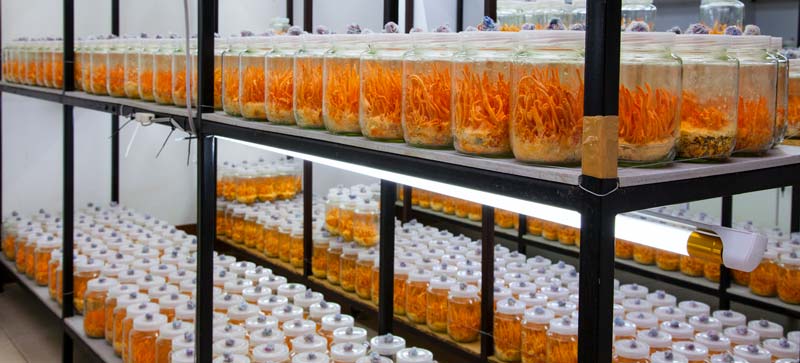 Cordyceps Militaris Cultivation Laboratory