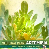 Artemisia Annua Medicinal Plant 