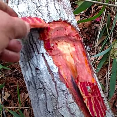 Cinchona Officinalis Tree Red Bark