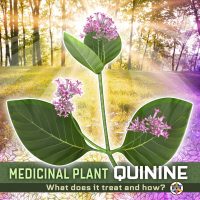 Quinine Medicinal Cinchona Tree Bark Leaves Flowers 