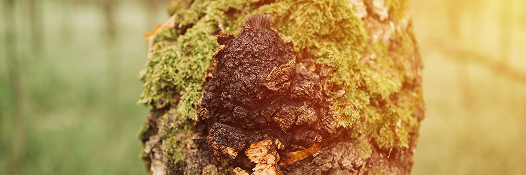 Close Up Mossy Birch Bark Fungus