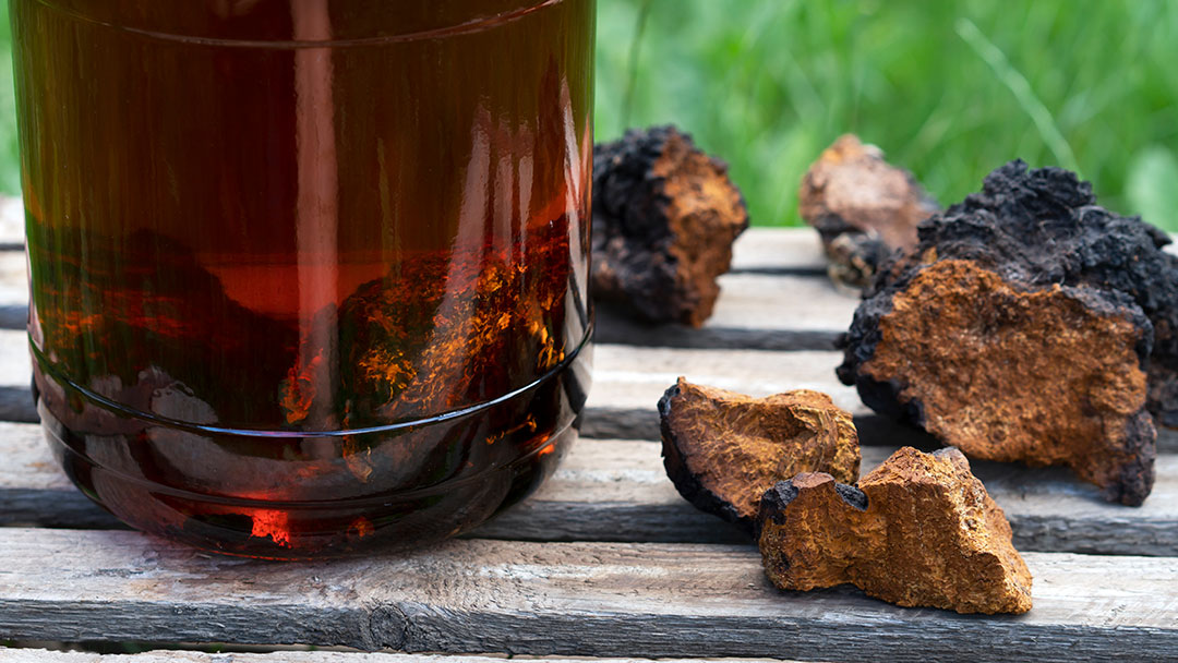 Concentrated Decoction Mushroom Chaga