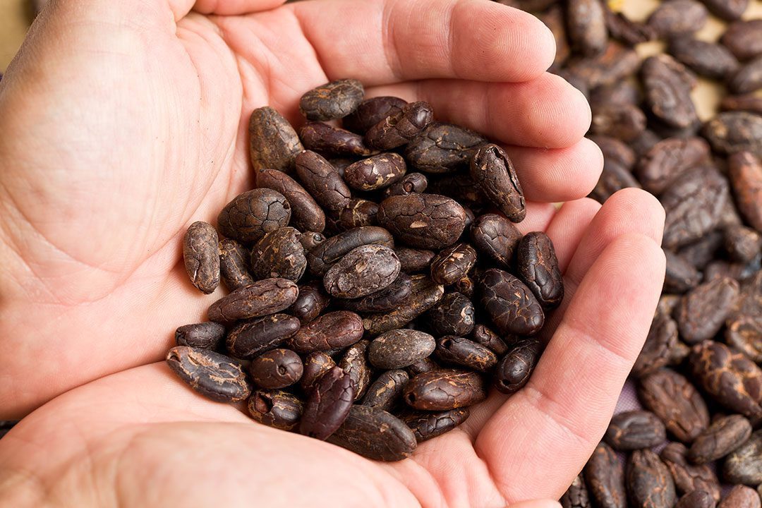 Holding Cacao Nibs