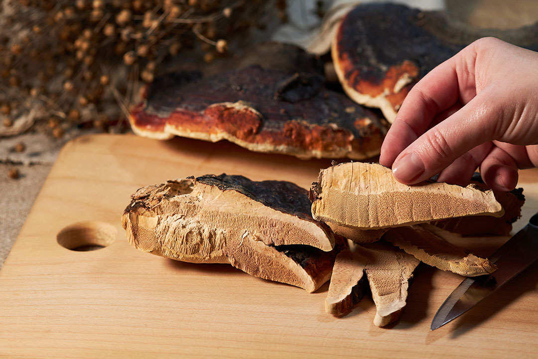 Mushroom Ganoderma Lucidum