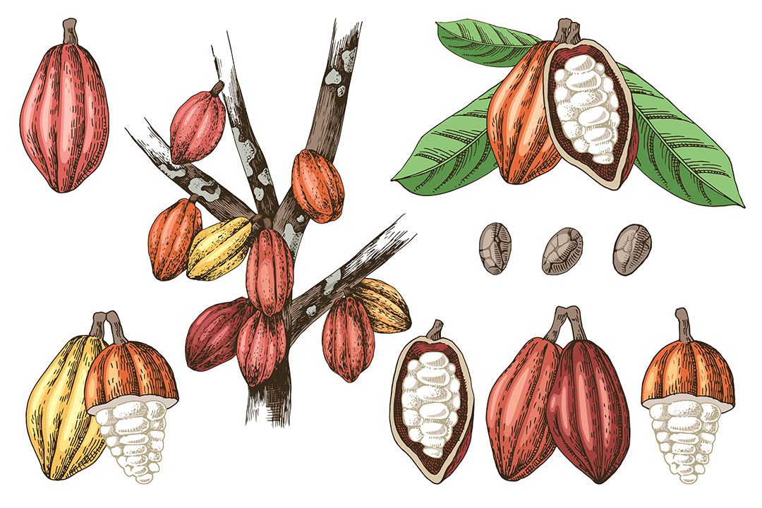 Phases Cacao Tree Products
