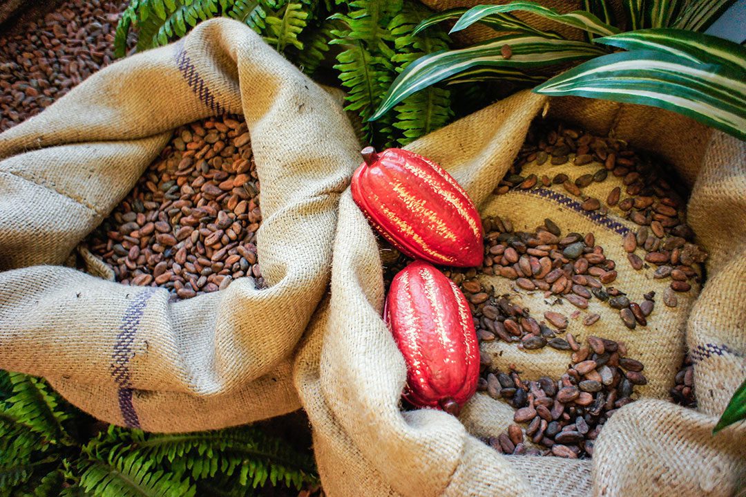 Pod Cacao Fruit Sack