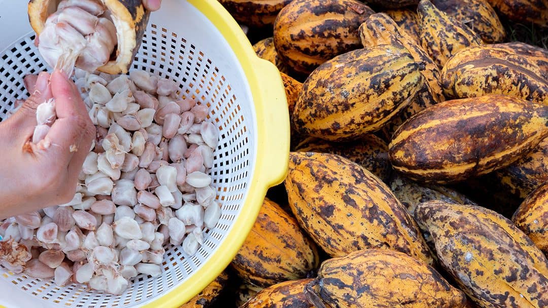 Preparing Cacao Pulp