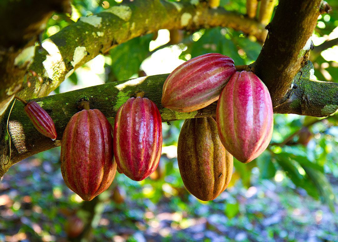 Tree Branch Red Cacao Pods