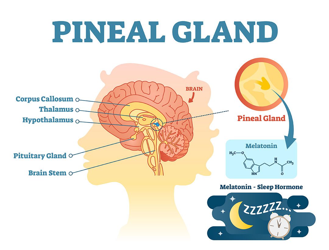 Pineal Gland Function Hormones Brain