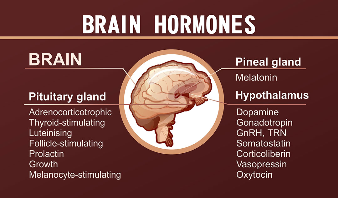 Brain Hormones Graphic