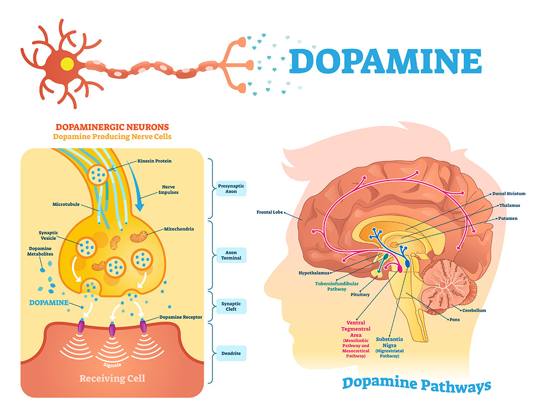Dopamine Pathways Brain Graphic