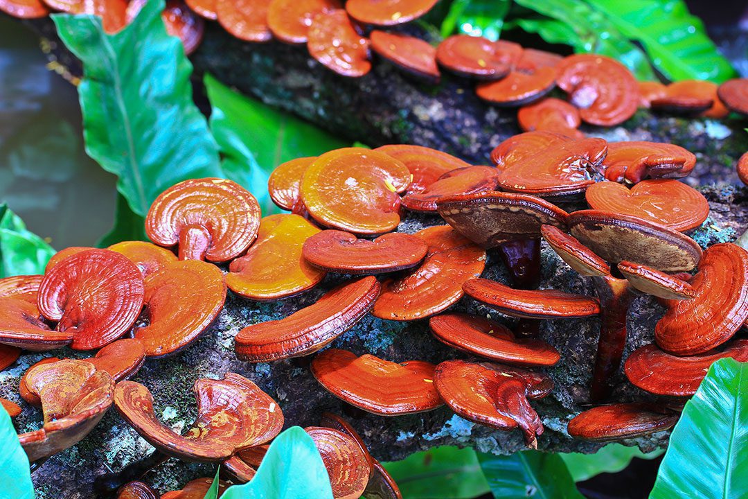 Ganoderma Forest Mushroom