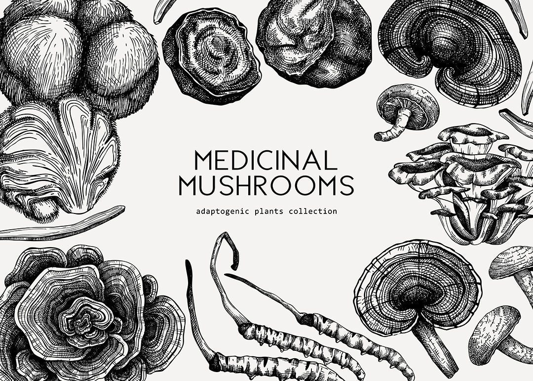Medicinal Mushrooms Drawing
