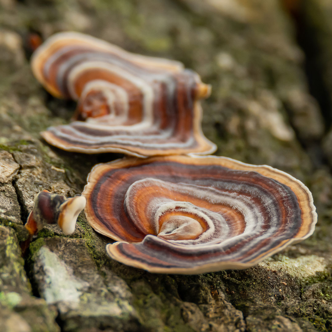 Turkey Tail Mushroom Forest Immunity