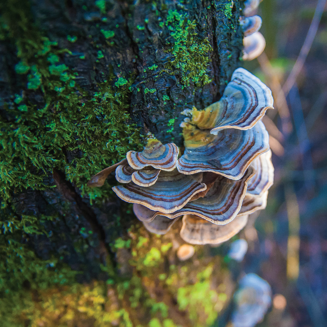 Turkey Tail Mushroom Tree