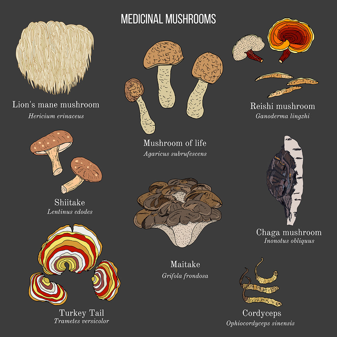 Various Medicinal Mushroom Drawings