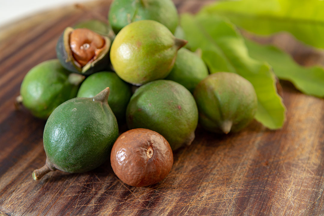 Fresh Green Macadamia Nuts Raw