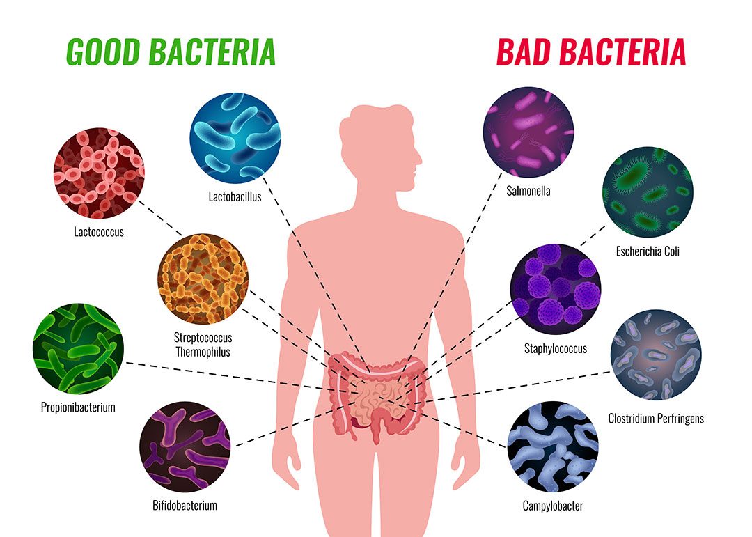 Good Bad Bacteria Gut Health Probiotics