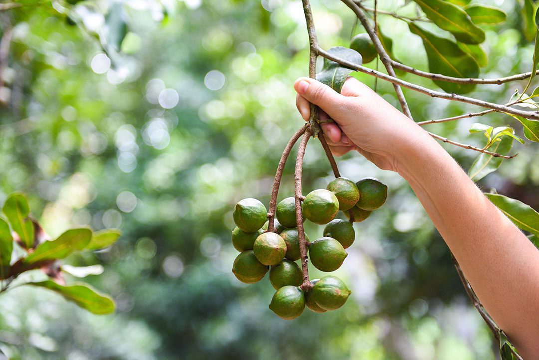 Picking Macadamia Hand Tree Bunch