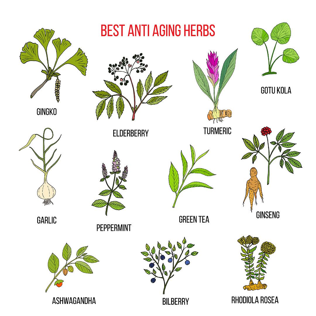 Best Anti Aging Herbs Ashwagandha