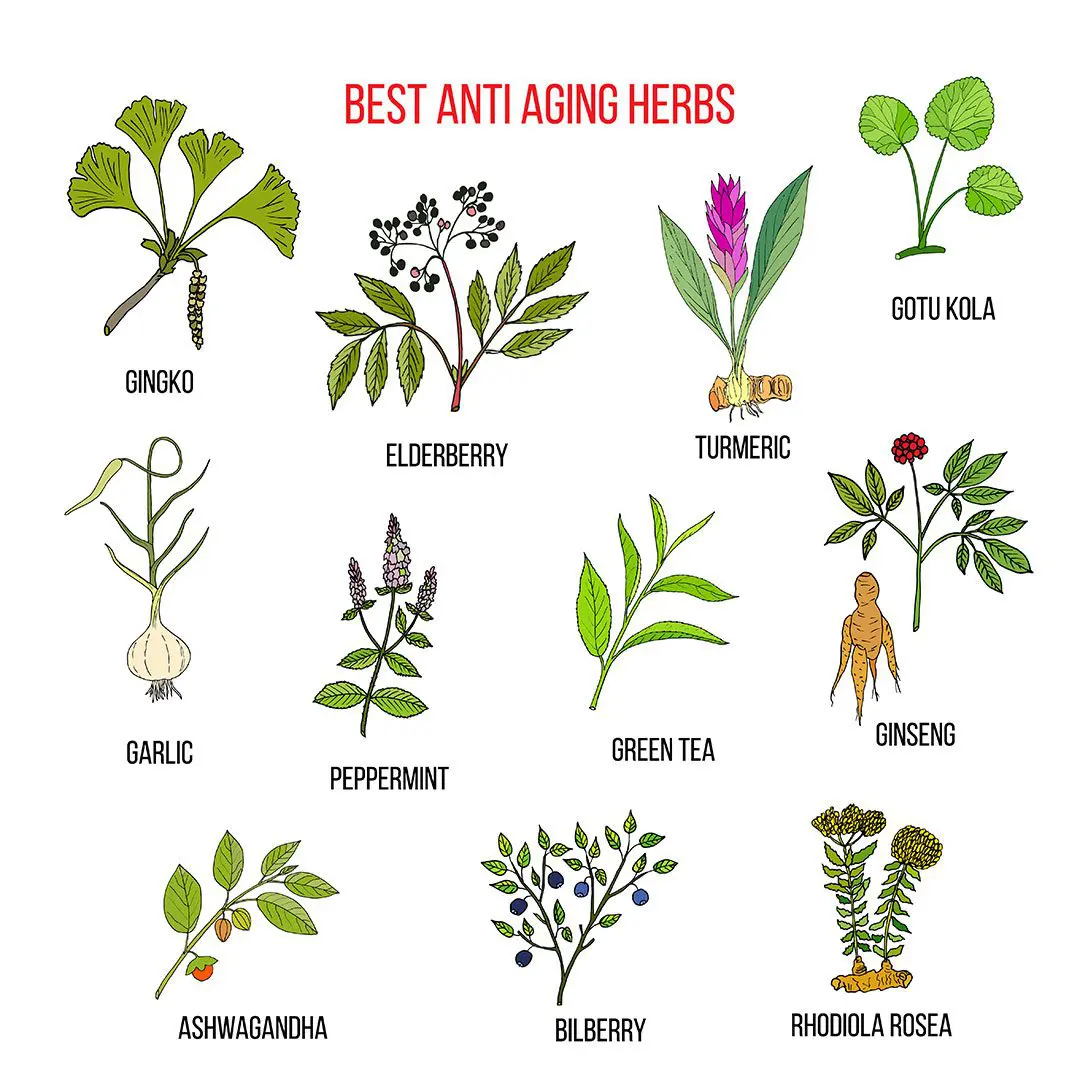 List of the best anti aging herbs