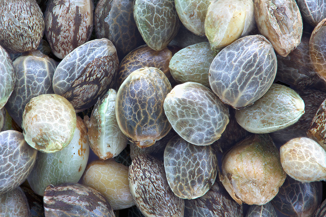 Close Up Seeds From Hemp Plant