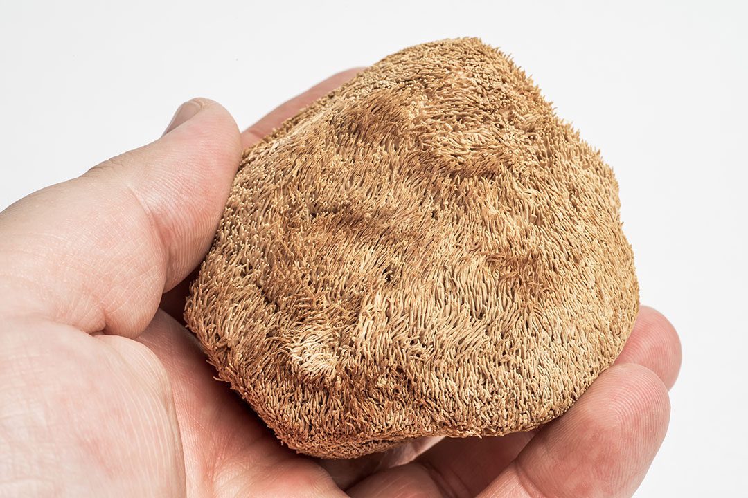 Dried Lions Mane Held Hand Nootropic