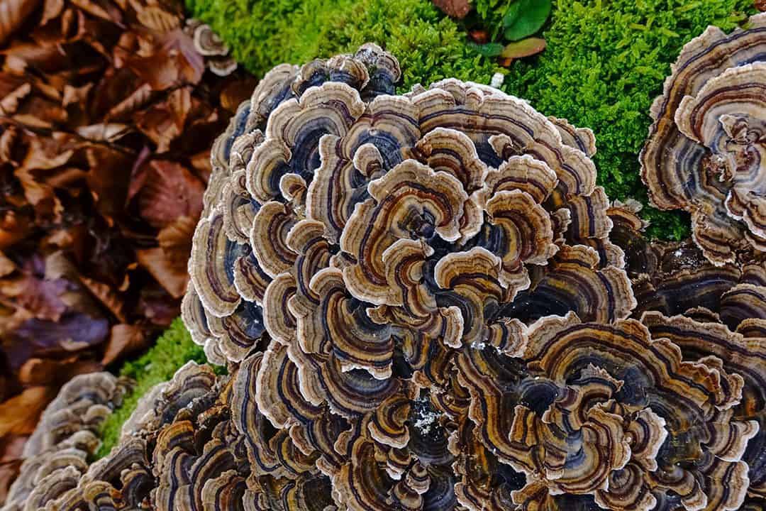 Turkey Tail Mushroom Powder, Best Superfood!