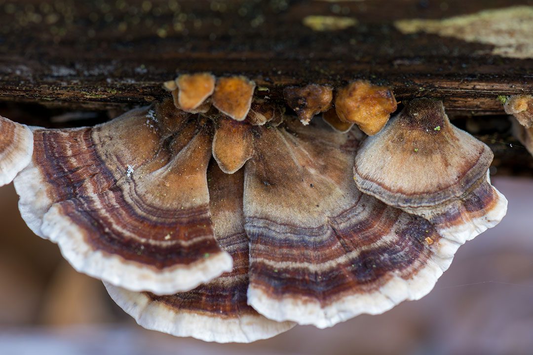 Log Mushroom Turkey Tail