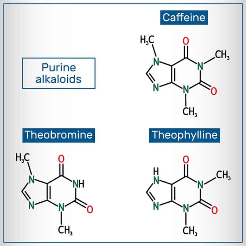 What is theobromine?