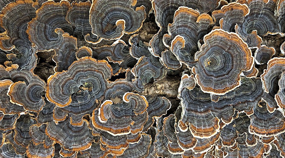 Turkey Tail Mushrooms Growing Tree