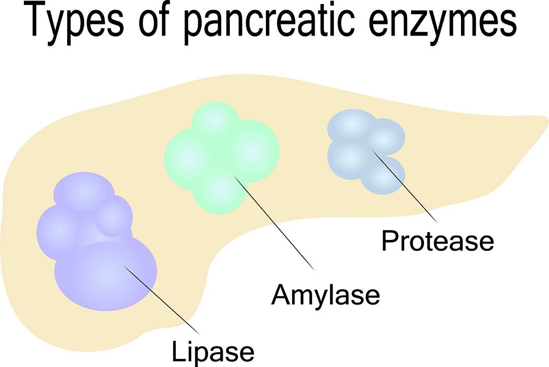 Types Of Pancreatic Enzymes