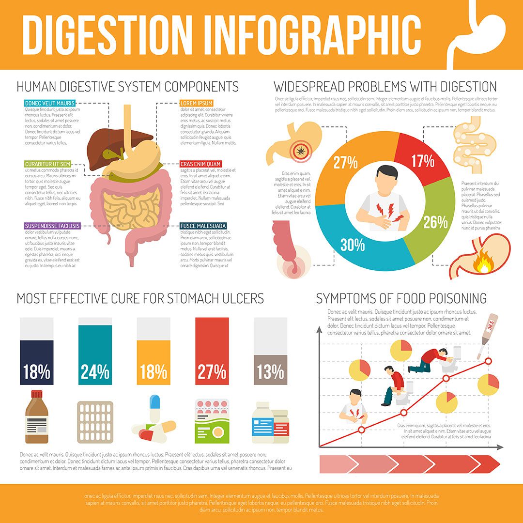 Digestion Infographic Enzymes