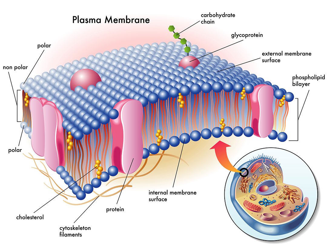 Enzymes Plasma Membrane