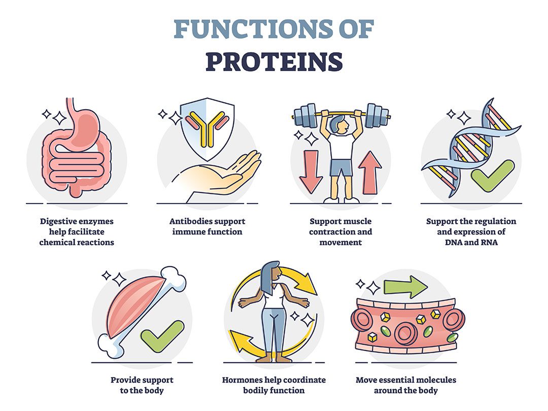 Functions Proteins Enzymes