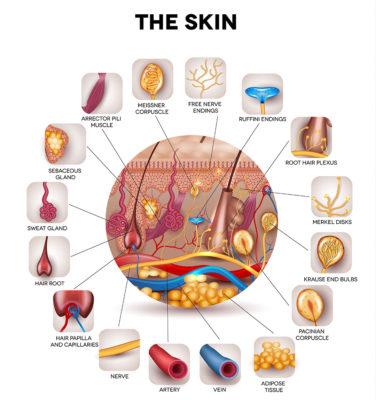 Medicinal-Foods™ – Feed Your Potential