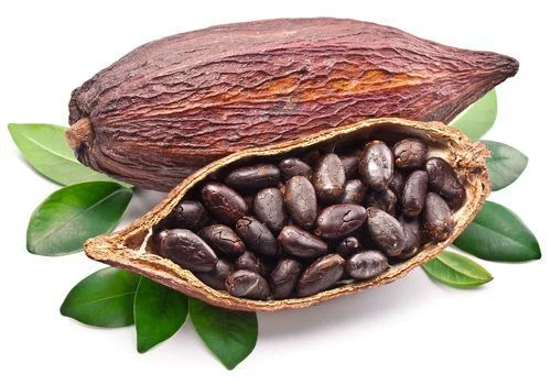 Raw Cacao beans in pod